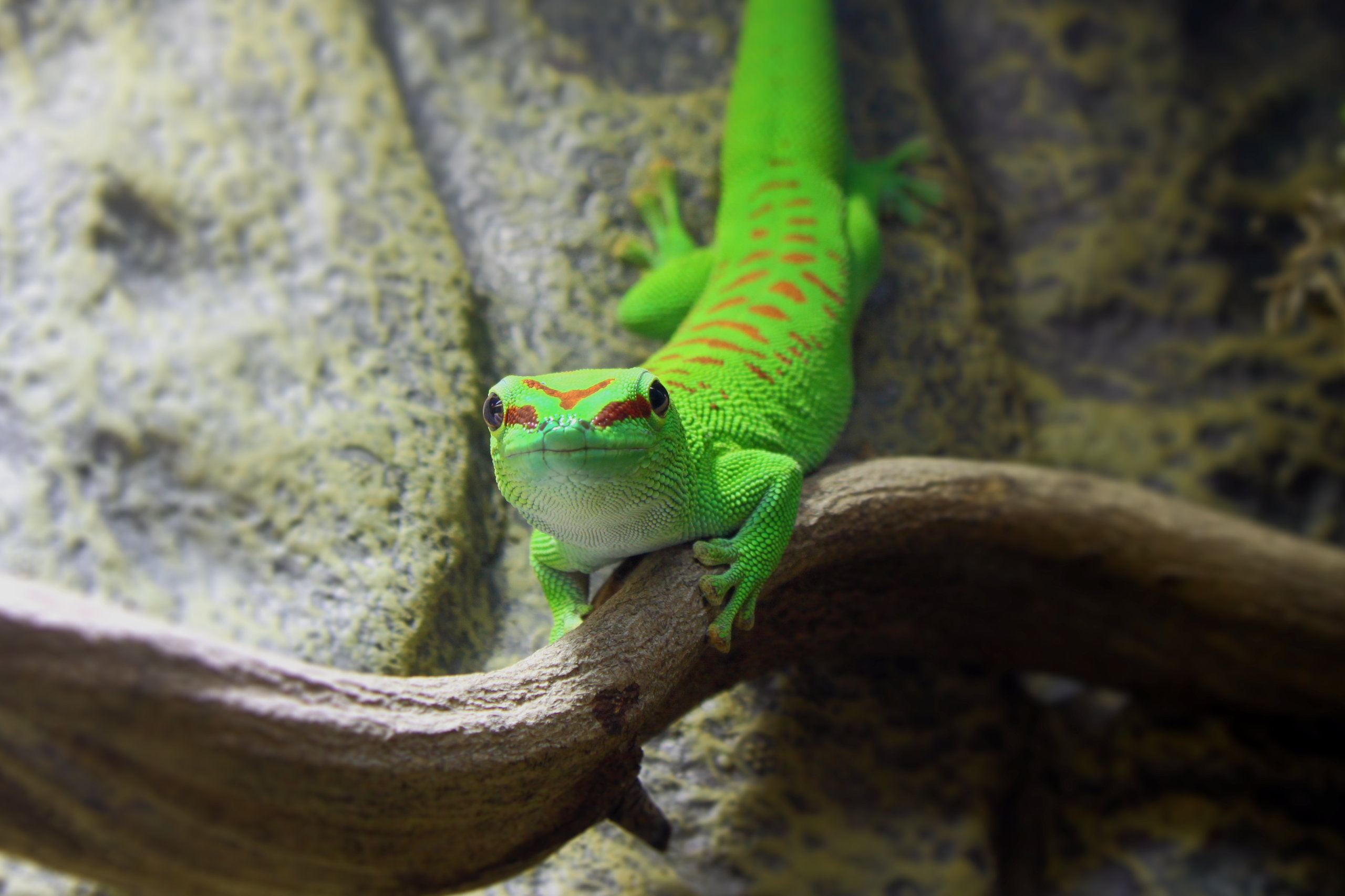 Manni der Gecko auf Liane schaut in die Kamera